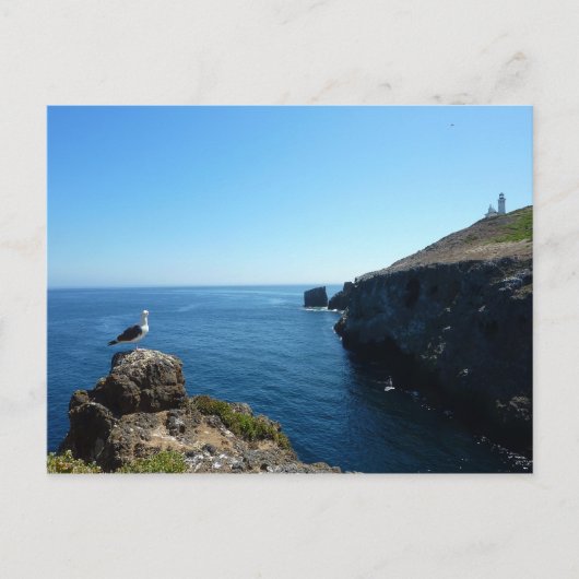 Seagull op het eiland Anacapa op de Kanaaleilanden Briefkaart (Voorkant)