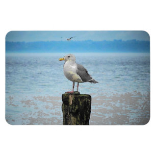 Seagull op Puget Sound Magnet Magneet