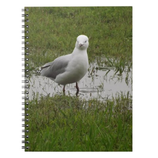 Seagull Permanent in een puddle Notitieboek (Voorkant)