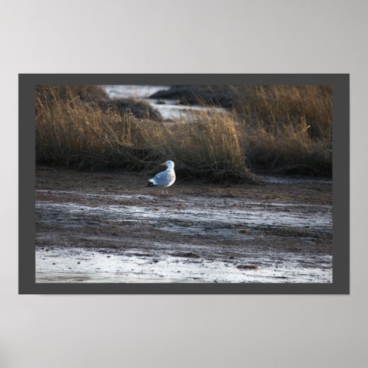 Seagull Photo Poster (Voorkant)