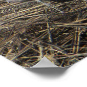 Seagull Photo Poster (Hoek)