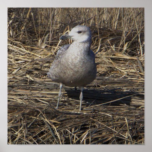 Seagull Photo Poster (Voorkant)
