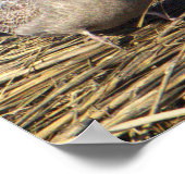 Seagull Photo Poster (Hoek)