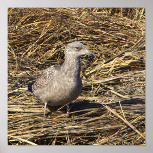 Seagull Photo Poster (Voorkant)