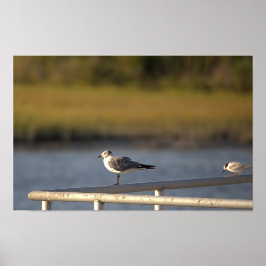 Seagull Photo Poster (Voorkant)