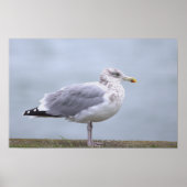 Seagull Photo Poster (Voorkant)