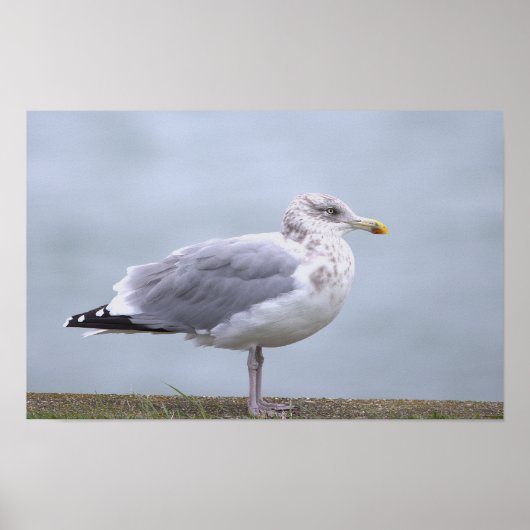 Seagull Photo Poster (Voorkant)