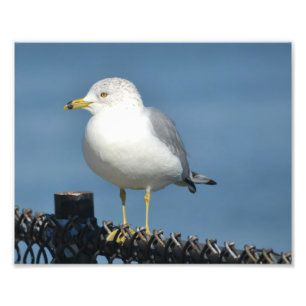 Seagull Photo Print Foto Afdruk