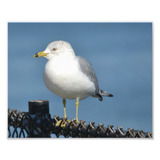 Seagull Photo Print Foto Afdruk (Voorkant)