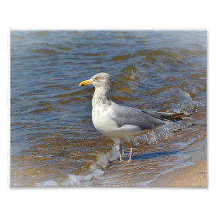 Seagull Photo Print Foto Afdruk