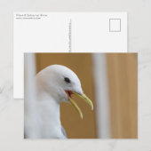 Seagull Portrait Foto Briefkaart (Voorkant / Achterkant)
