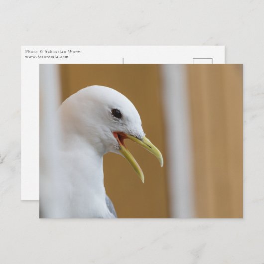 Seagull Portrait Foto Briefkaart (Voorkant / Achterkant)