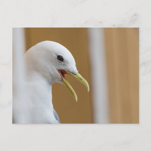 Seagull Portrait Foto Briefkaart (Voorkant)