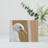 Seagull Portrait Foto Briefkaart (Staand voorkant)
