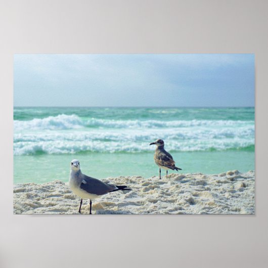 Seagull Posing for you Beach Seascape Natuur Foto Poster (Voorkant)