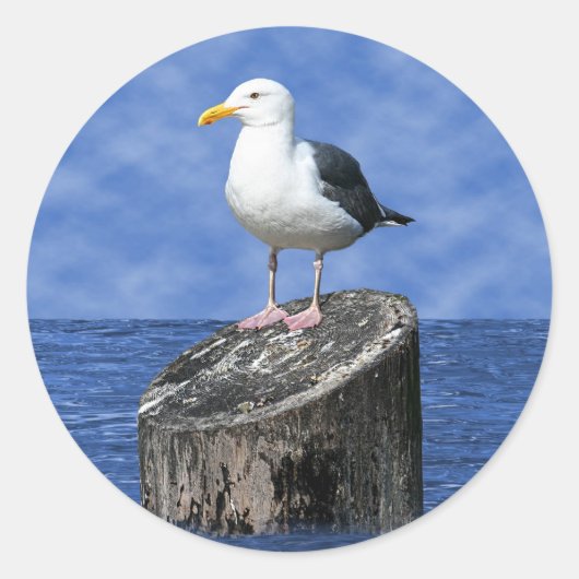 SEAGULL RONDE STICKER (Voorkant)
