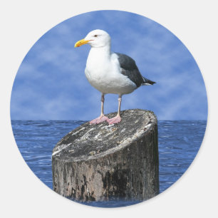 SEAGULL RONDE STICKER