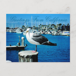 Seagull Shores Briefkaart uit Californië