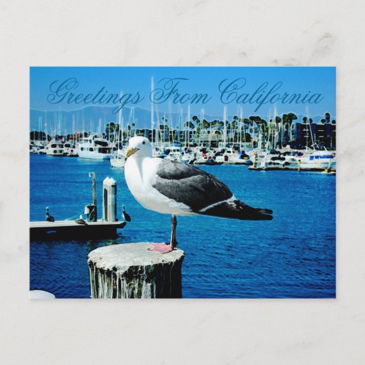 Seagull Shores Briefkaart uit Californië (Voorkant)