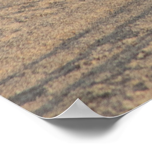 Seagull, solo op Hampton Beach Poster (Hoek)