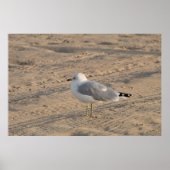 Seagull, solo op Hampton Beach Poster (Voorkant)