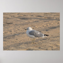 Seagull, solo op Hampton Beach Poster