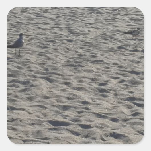 Seagull Stickers (Voorkant)