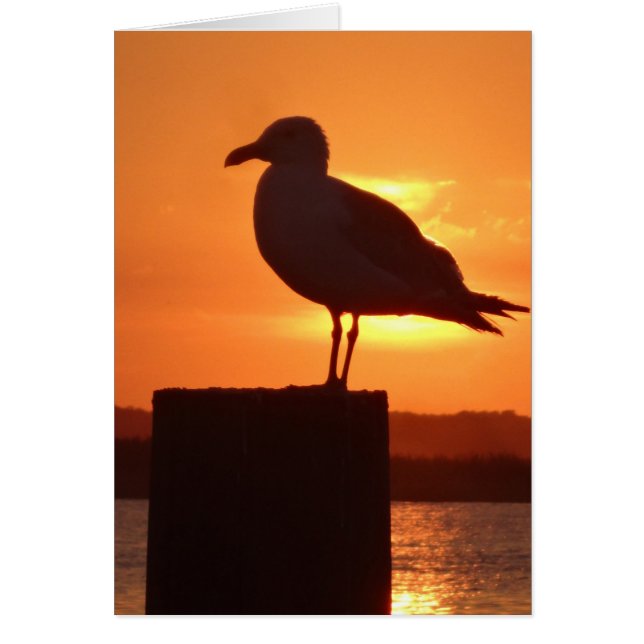 Seagull Sunset (Voorkant)