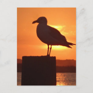 Seagull Sunset Briefkaart