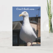 Seagull Surprise Funny Birthday Kaart (Voorkant)