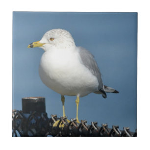 Seagull Tile Tegeltje
