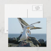 Seagull Trio Briefkaart (Voorkant / Achterkant)