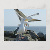 Seagull Trio Briefkaart (Voorkant)