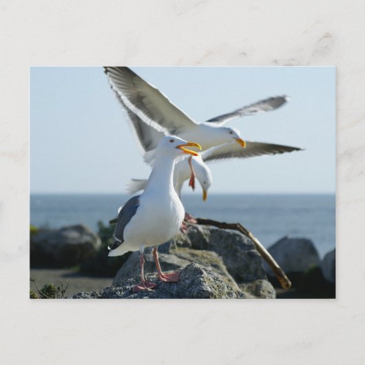 Seagull Trio Briefkaart (Voorkant)