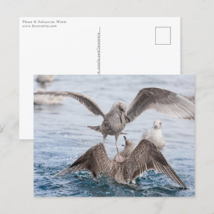 Seagull Wildlife Foto Briefkaart