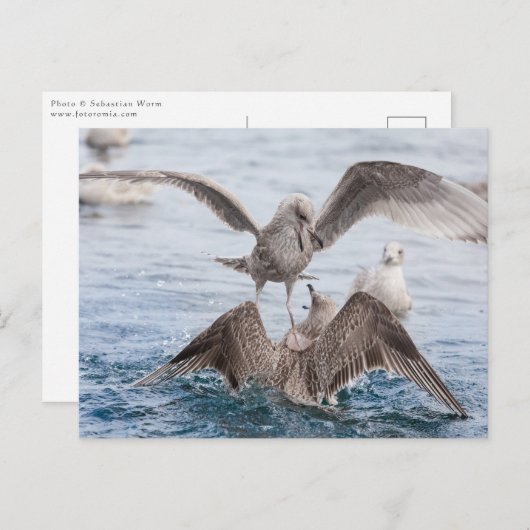 Seagull Wildlife Foto Briefkaart (Voorkant / Achterkant)