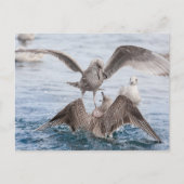 Seagull Wildlife Foto Briefkaart (Voorkant)