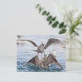 Seagull Wildlife Foto Briefkaart (Staand voorkant)