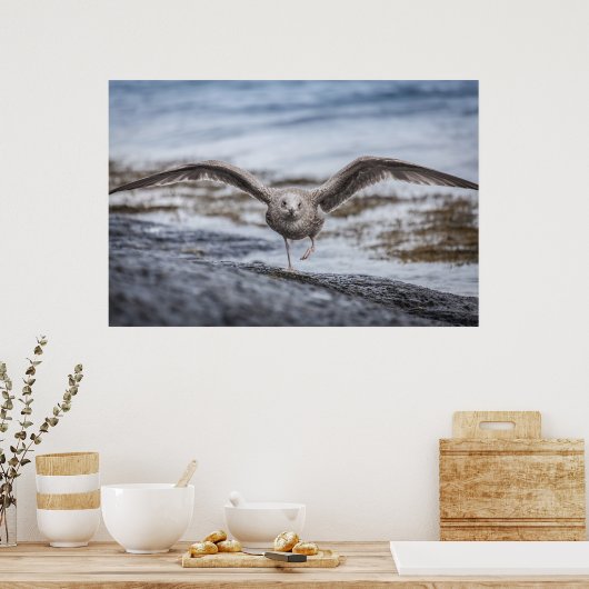 Seagull Wildlife Foto Poster (Keuken)