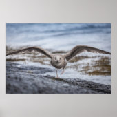 Seagull Wildlife Foto Poster (Voorkant)
