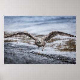 Seagull Wildlife Foto Poster