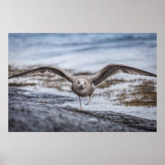 Seagull Wildlife Foto Poster (Voorkant)