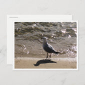 Seagull Wildlife Photography Briefkaart (Voorkant / Achterkant)