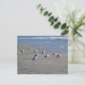 SEAGULLEN OP DE BAND BRIEFKAART (Staand voorkant)