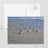 SEAGULLEN OP DE BAND BRIEFKAART (Voorkant / Achterkant)