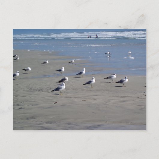 SEAGULLEN OP DE BAND BRIEFKAART (Voorkant)