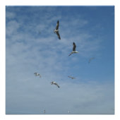 Seagulls 20 x 20 inch, Poster papier, halfgloeiend (Voorkant)