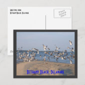 Seagulls Briefkaart, Bethany Beach, Delaware Briefkaart (Voorkant / Achterkant)