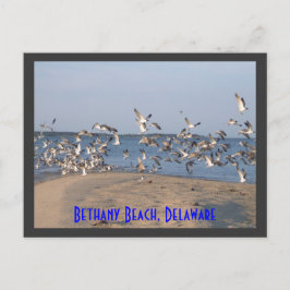 Seagulls Briefkaart, Bethany Beach, Delaware Briefkaart