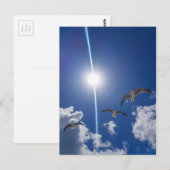 Seagulls Flying Sky Clouds Sun Briefkaart (Voorkant / Achterkant)